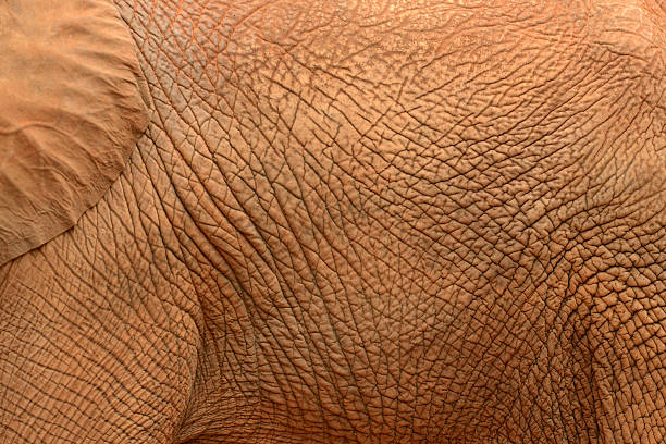 istock African elephant skin textured background 469451094