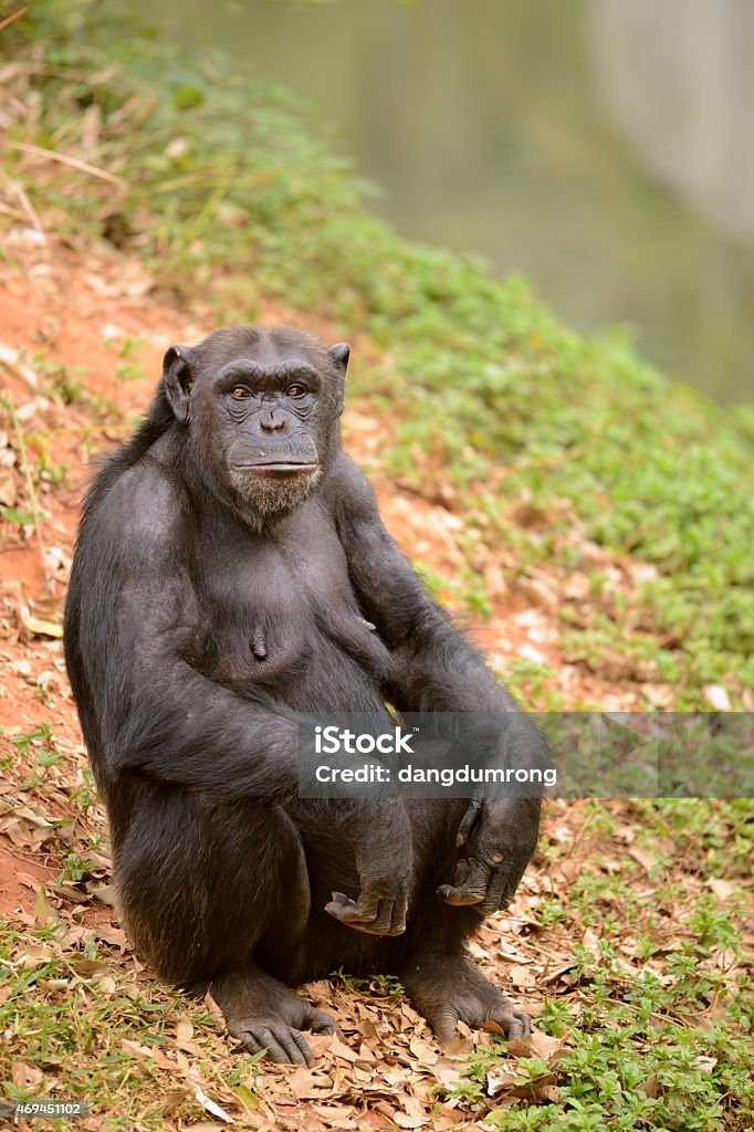 Foto de Chimpanzé Macaco Sentado Na Grama e mais fotos de stock de Animal -  Animal, Animal selvagem, Assistindo - iStock