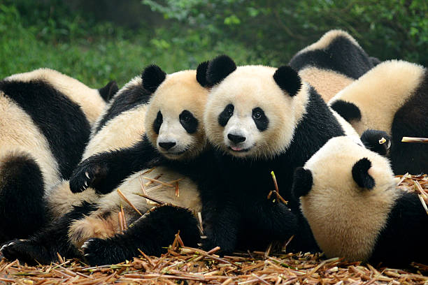 grupo de monada; osito de pandas gigantes de chengdu, china comer bambú - panda animal fotografías e imágenes de stock