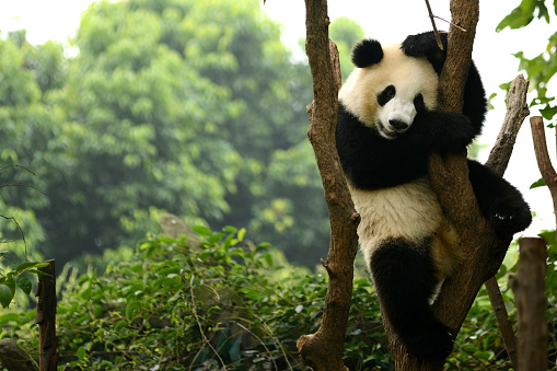 Cachorro de Giant Oso panda en un árbol jugando Chengdu, China photo