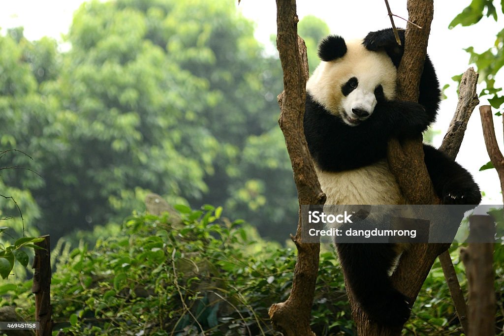 Cub of Giant panda bear playing on tree Chengdu, China Cub of Giant panda bear playing on tree Chengdu, China  Panda - Animal Stock Photo