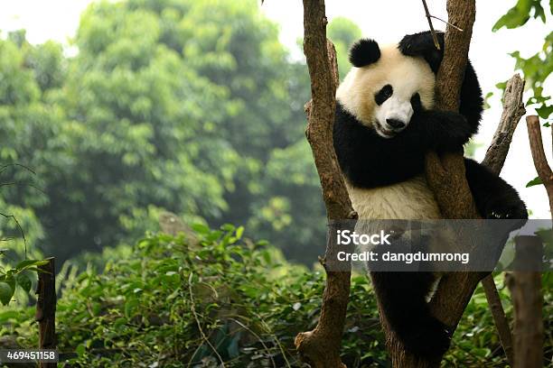 Cub Of Giant Panda Bear Playing On Tree Chengdu China Stock Photo - Download Image Now