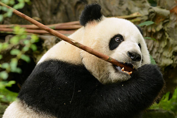 istock Giant panda bear eating bamboo Chengdu, China 469451160