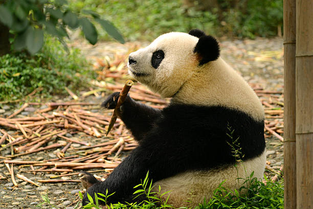 istock Giant panda bear eating bamboo Chengdu, China 469451164