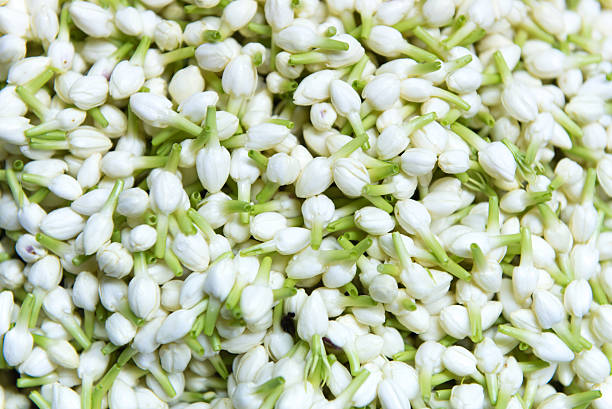 istock Pile of Jasmine Bud 469451540