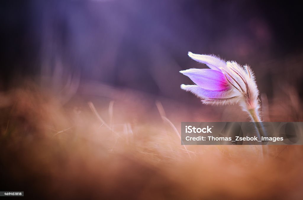 Pulsatilla grandis Beauty In Nature Stock Photo
