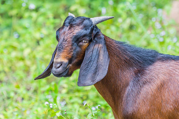 istock Face of Goat on summer 469454262