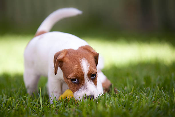 istock Jack Russell Terrier Puppy Playing 469454486