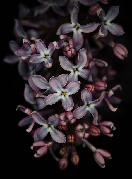 istock syringa vulgaris with black background 469454558