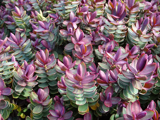 Close-up photo showing the new purple / pink shoots that are growing on a silver grey hebe in the spring.  This compact evergreen shrub is named Hebe 'Red Edge', with its leaves being subtly edged with a red colour and flowers appearing in the summer.