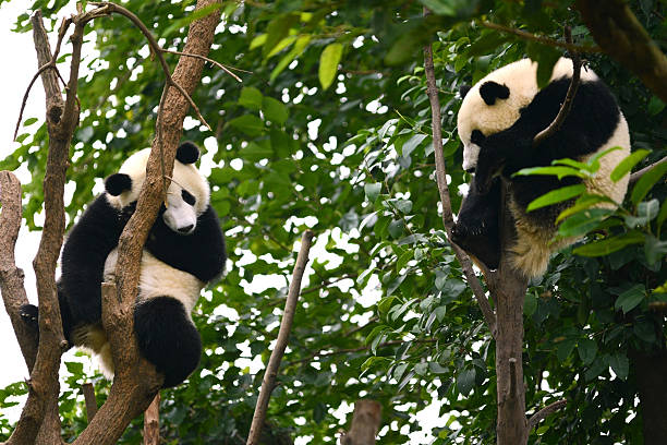 Cub of Giant panda bear sleeping on tree Chengdu, China