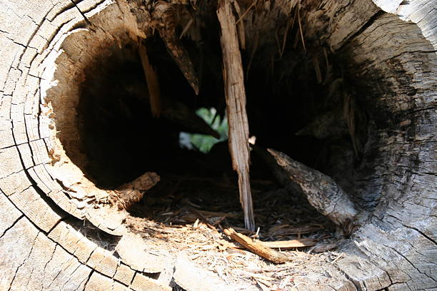 istock Interior shot of rotted out log 469455542