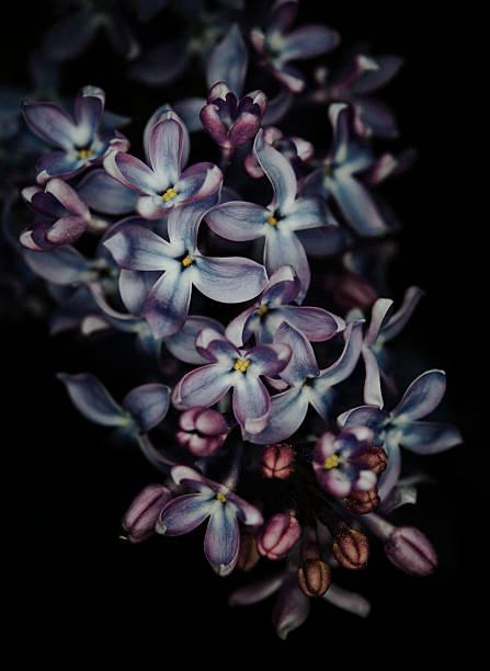 istock Syringa vulgaris with black background 469455804