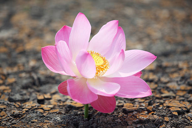 fleur de lotus seul dans la terre ferme. - strengh photos et images de collection