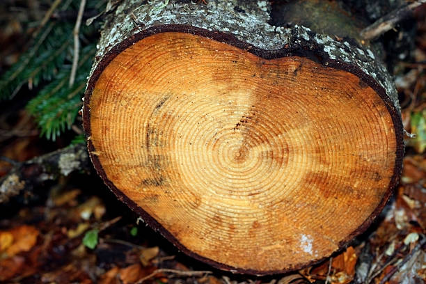 istock Circles of sliced wood. Background grunge texture 469456102