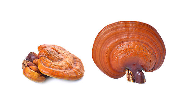 istock Lingzhi Mushroom Ganoderma Lucidum Isolated on white background 469456512