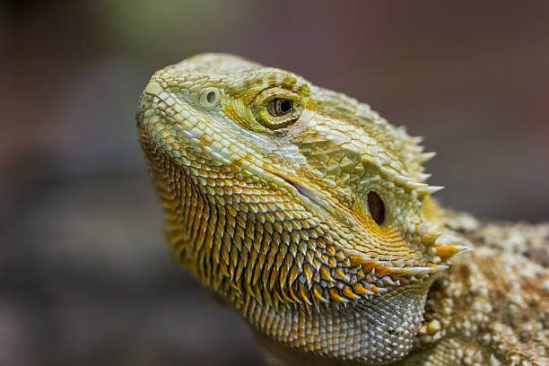 istock Face of bearded dragon (agama, Pogona vitticeps) 469457132