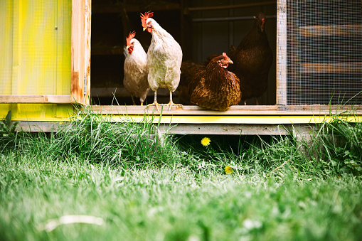 A small group of laying chickens peer out of their hutch across a green grass lawn, taking in their surroundings and looking for bugs to eat.  These hens are 1 year old, and are regular egg layers, as well as a fun pet.  Horizontal with copy space.