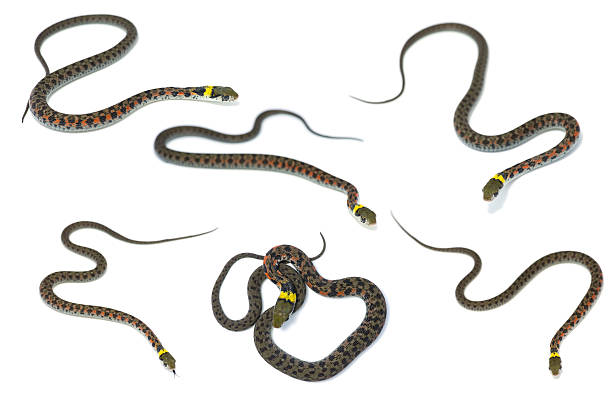 istock Tiger Keelback-Rhabdophis tigrinus 469459910