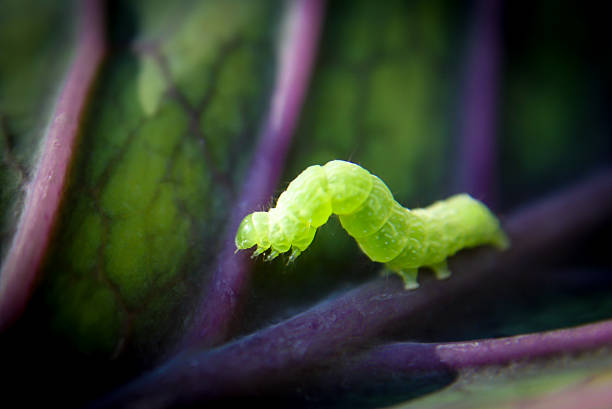 larva de geometridae de repolho roxo - inchworm imagens e fotografias de stock