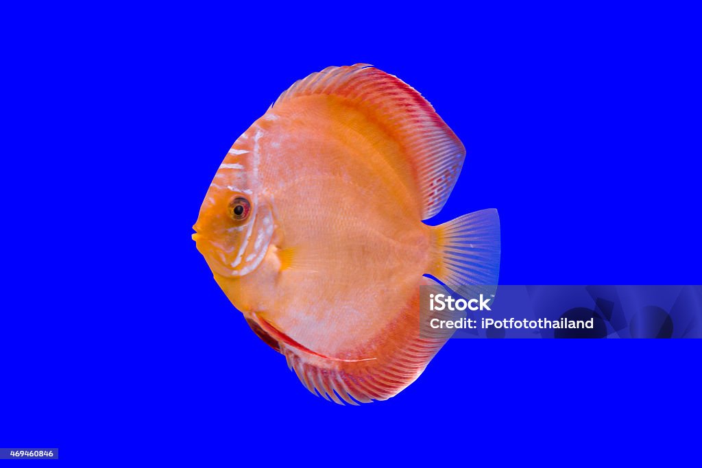 Pompadour Fish on blue background Amazon River Stock Photo