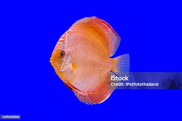 Pompadour Fish On Blue Background Stock Photo - Download Image Now - Amazon River, Animal Markings, Blue