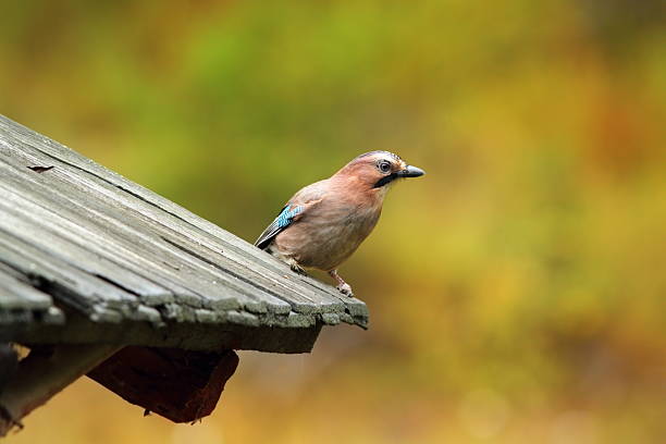 Close-up of Eurasian Jay, birds in wildlife nature
