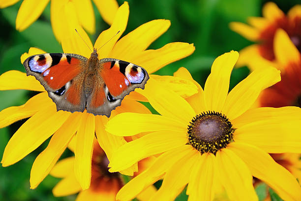 istock The butterfly on yellow flower 469461796