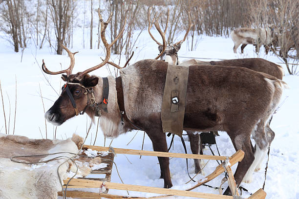 istock Reindeer with horns in a team 469461928