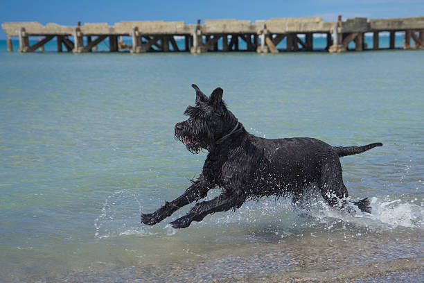 big noir schnauzer chien dans la mer. - giant schnauzer photos et images de collection