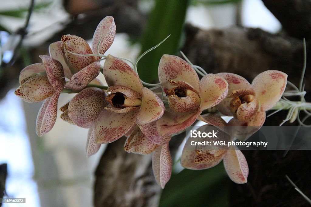 Orquidea Acineta Superba Stock Photo - Download Image Now - Flower,  Horizontal, Nature - iStock