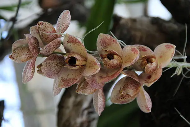 Photo of orquidea acineta superba