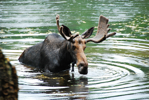 Bull Moose feeding at Red Eagle Pond on a rainy afternoon.