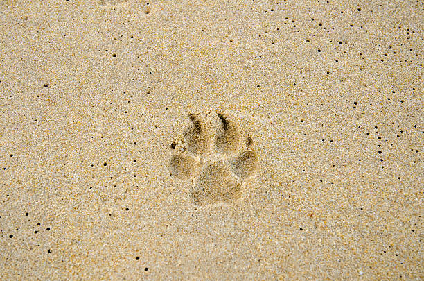 istock Dog trail on the beach sand 469465286
