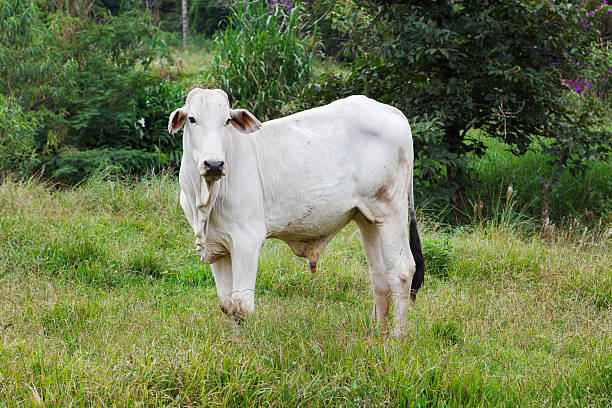 istock Nellore - brazilian beef cattle in field, white bull 469465472