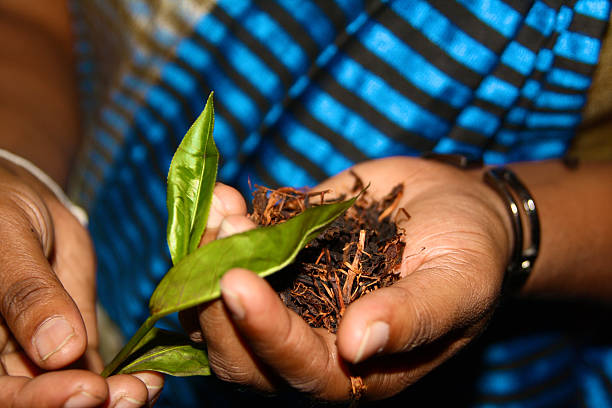 sri lanka plantage de chá - tea crop picking indian culture tea leaves imagens e fotografias de stock