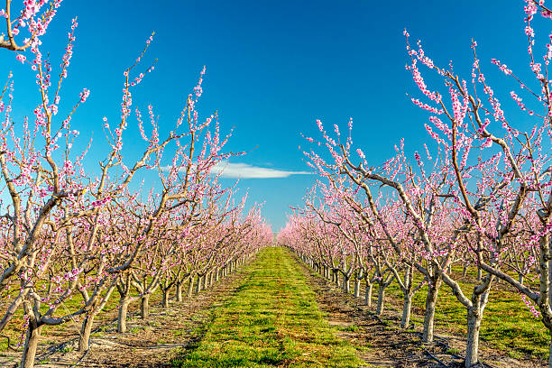 istock Peach trees in bloom at an Idaho orchard 469467094