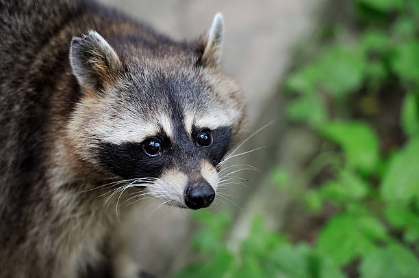 istock Raccoon in the forest 469469524
