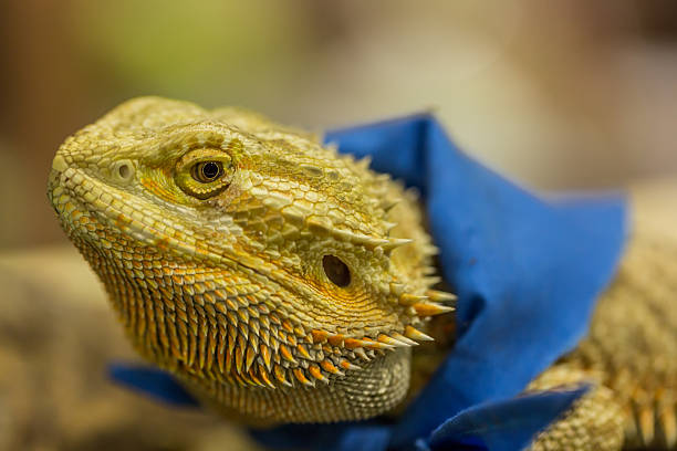 istock Head and eye of Iguana 469470504