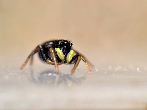Macro of small jumping spider Heliophanus flavipes stock photo