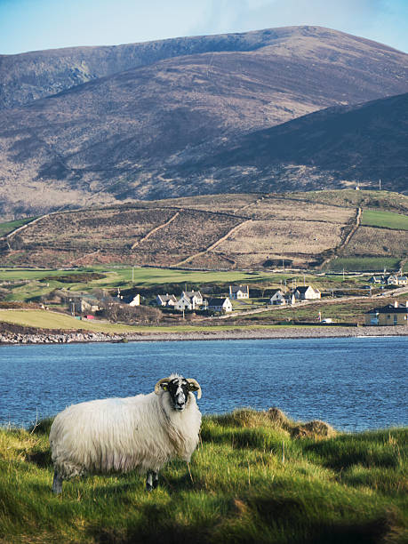 Horny sheep of Kerry Ireland Horny sheep of Kerry Ireland dingle bay stock pictures, royalty-free photos & images