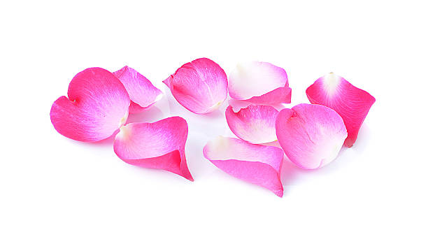 istock Red rose petals isolated on white background 469473996