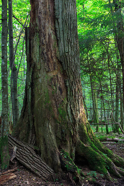 Dead huge oak tree witout bark partly Dead huge oak tree without bark in morning against juvenile deciduous stand of Bialowieza Forest in summer, Poland, Europe witout stock pictures, royalty-free photos & images
