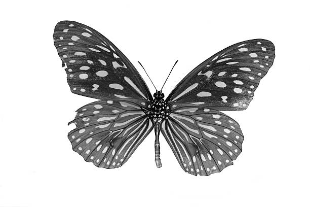 istock Pale Blue Tiger Butterfly (Tirumala limniace) in process color i 469477490