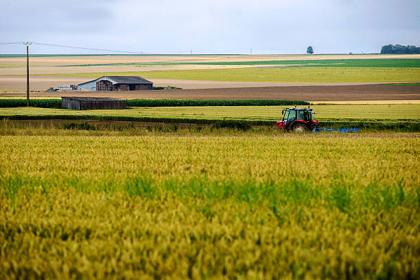 Rural field of straw bales for feed.