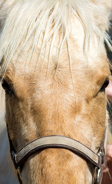 istock Beautiful white horse face with eyes 469480002
