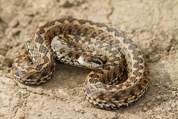 istock hungarian meadow viper closeup 469484186