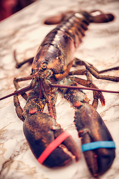 istock Preparing Fresh Healthy Lobster in Domestic Kitchen 469484424