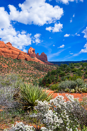 View to red rocks near Sedona  and trees, bushes and flowers in the foreground