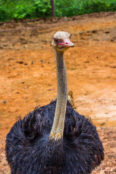 istock Head and neak of Ostrich  closeup 469487722